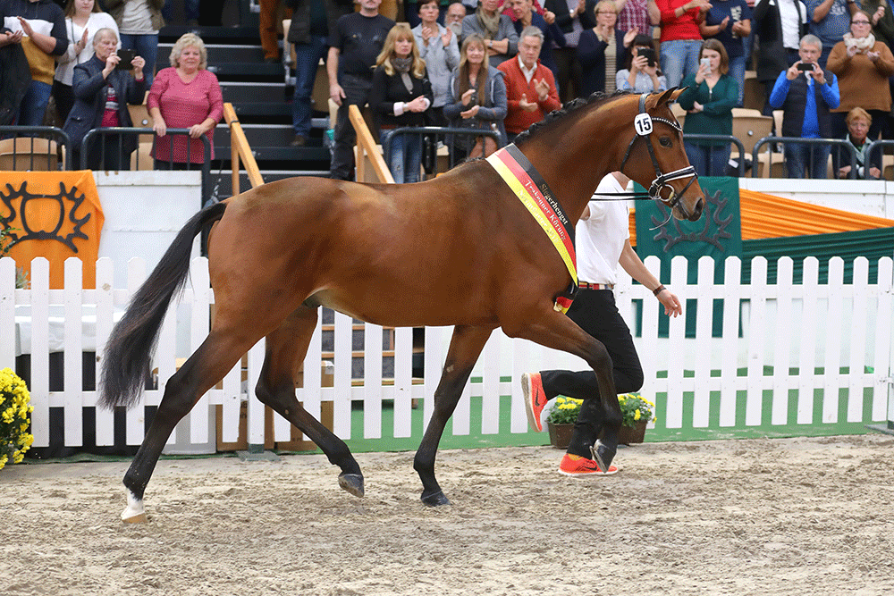 Sportpferd kattenau